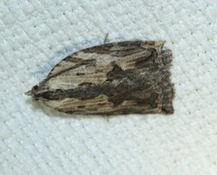 Cryptoptila immersana