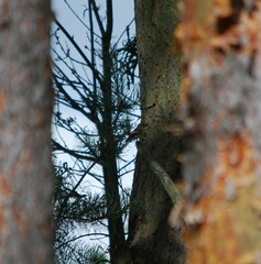 Ficedula hypoleuca