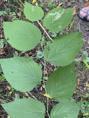 Celtis occidentalis