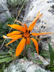 Gazania