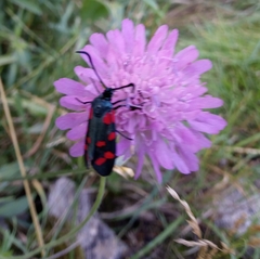 Zygaena filipendulae