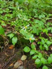 Eurybia