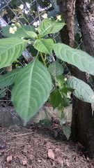 Impatiens parviflora