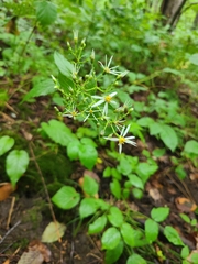 Eurybia