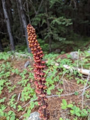 Pterospora andromedea