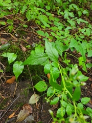 Eurybia