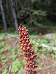 Pterospora andromedea