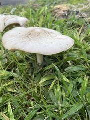 Fungi