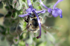 Anthophora urbana