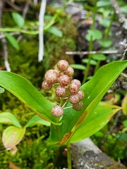 Maianthemum canadense