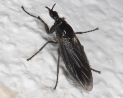 Dilophus febrilis