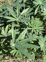 Lupinus latifolius