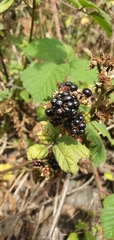 Rubus fruticosus