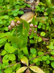 Maianthemum canadense
