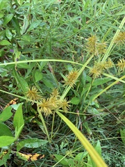 Cyperus strigosus