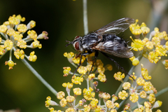 Tachinidae