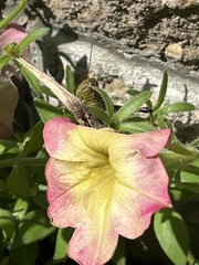 Melanoplus bivittatus