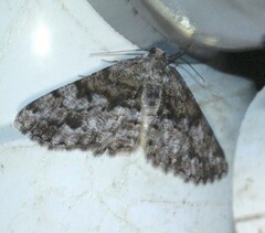 Hypomecis externaria