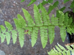 Polypodiopsida