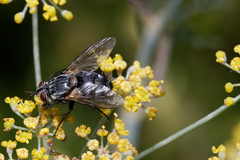 Tachinidae