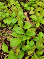 Veronica officinalis