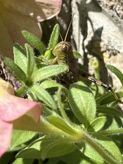 Melanoplus bivittatus