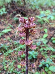 Pterospora andromedea