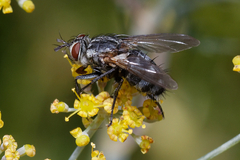 Tachinidae