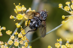 Tachinidae