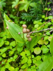 Maianthemum canadense