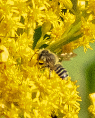 Megachile rotundata