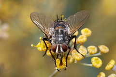 Tachinidae