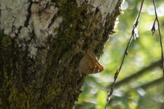 Apatura ilia