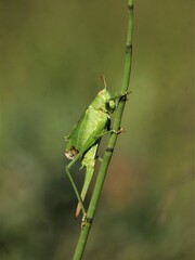Tettigonia cantans