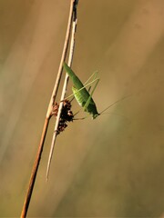 Phaneroptera falcata