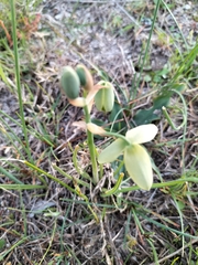 Albuca cooperi