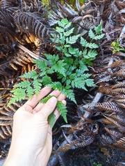 Pteris macilenta