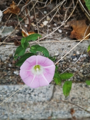 Calystegia × pulchra