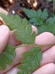Pteris macilenta