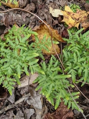 Lygodium japonicum