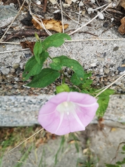Calystegia × pulchra