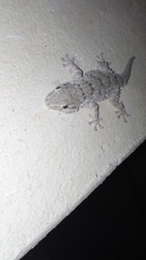 Tarentola mauritanica