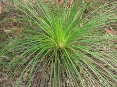 Xanthorrhoea media
