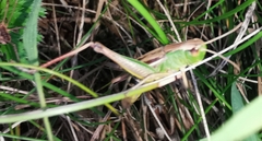 Pseudochorthippus parallelus