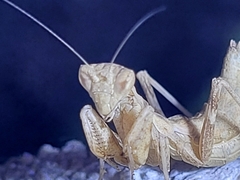 Ameles spallanzania