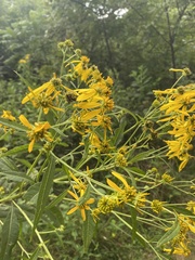 Verbesina alternifolia