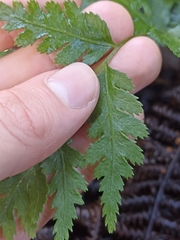 Pteris macilenta