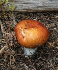 Russula decolorans