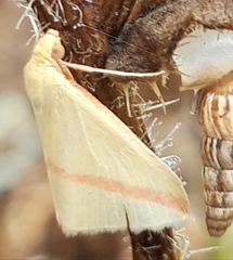 Rhodometra sacraria