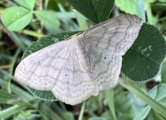 Scopula inductata